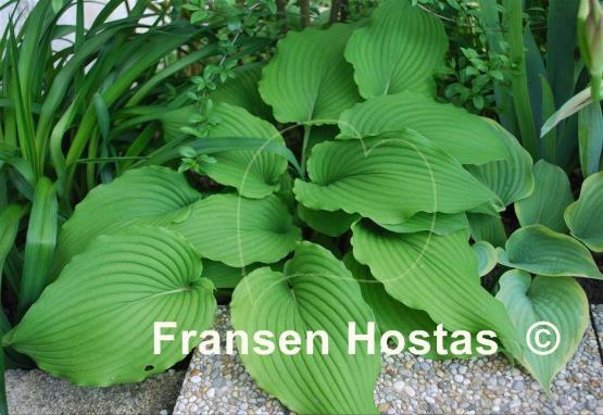 Hosta Eos